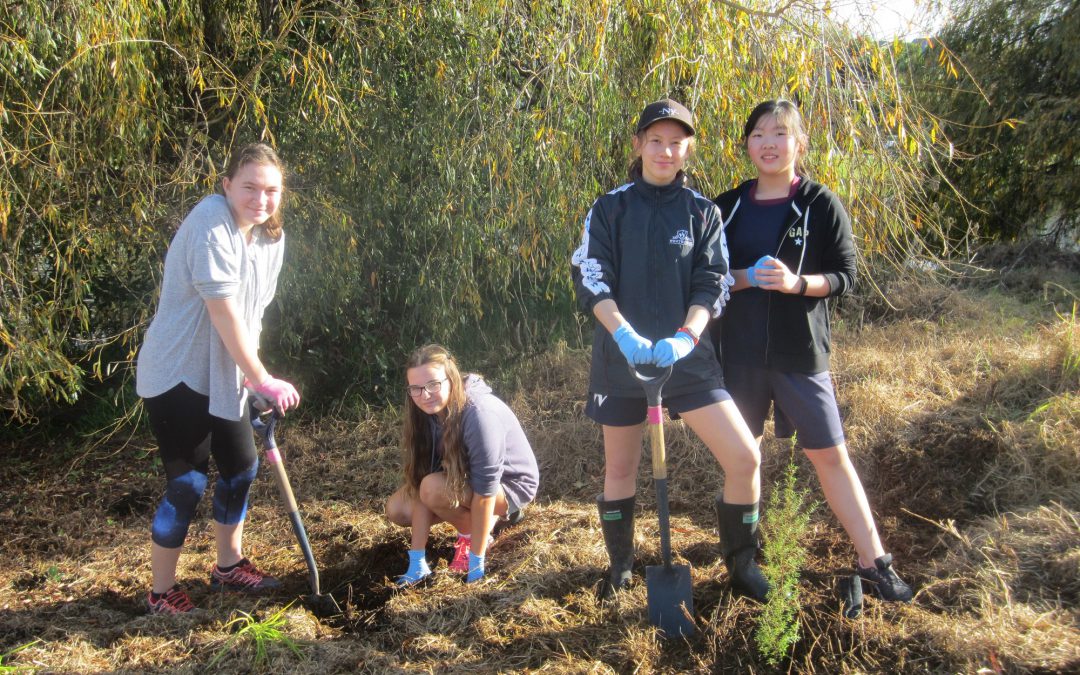 Year 8 Global Perspectives students plant native trees